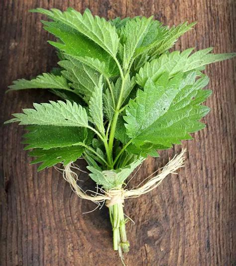 ortiga health benefits|stinging nettle effects on skin.